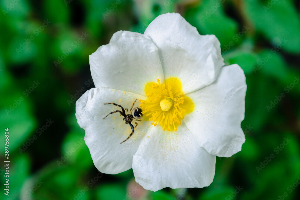 Obraz premium natureza