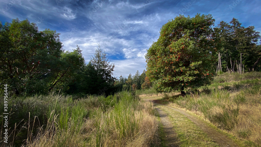 landscape with trees