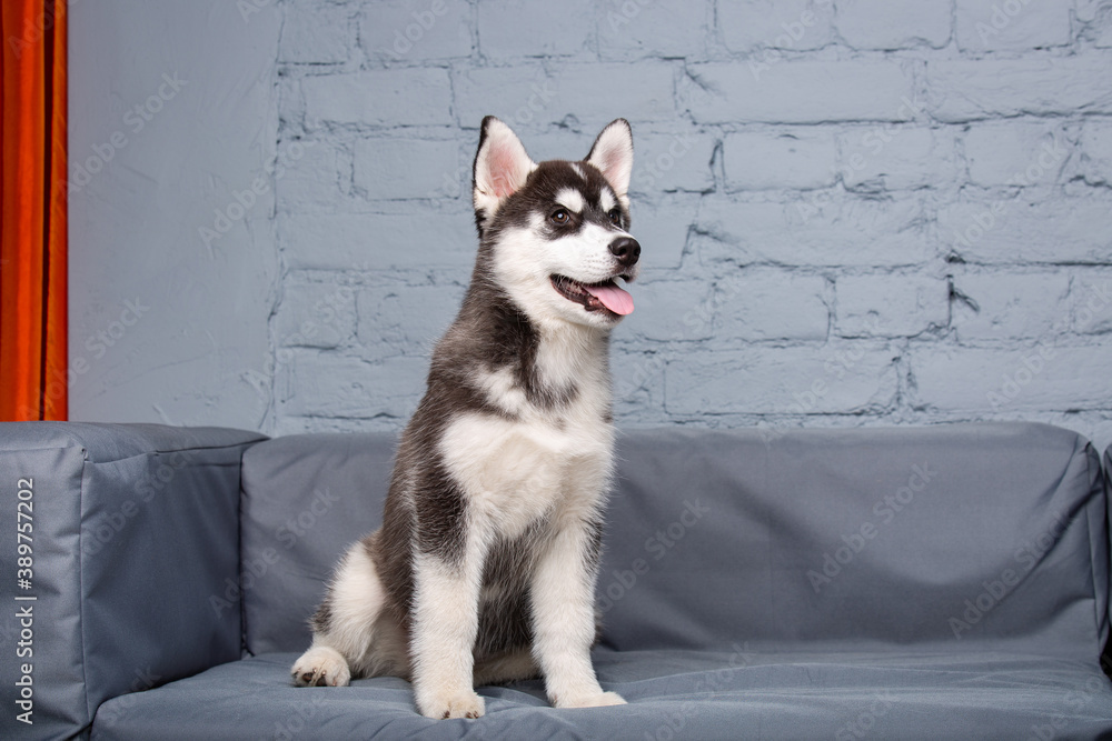 Funny active dog husky puppy black and white, age three months, having fun on the sofa at home in the living room. Dog baby female siberian husky in loft style apartments. Pets theme Funny active dog husky puppy black and white, age three months, having fun on the sofa at home in the living room. Dog baby female siberian husky in loft style apartments. Pets theme