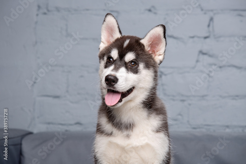 Portrait of young beautiful funny siberian husky dog enjoys on grey textile couch at home. Smiling face of domestic pure bred dog with pointy ears. Loft style brick wall. Siberian husky baby girl