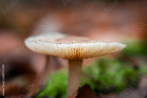 Close-up of pretty light brown orange mushroom in the forest catching sunlight during autumn