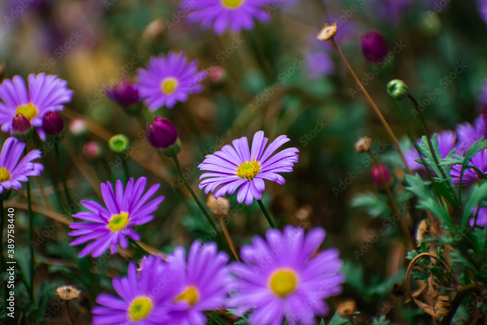 Closed purple daisy flowers in a field with blurred background