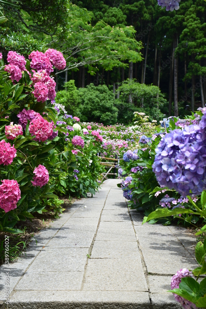 紫陽花 紫陽花
