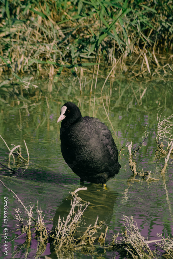 Focha común/Fulica atra en el agua en busca de comida Focha común/Fulica atra en el agua en busca de comida