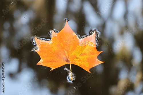 maple leaf © Lushero