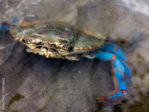 blue crab