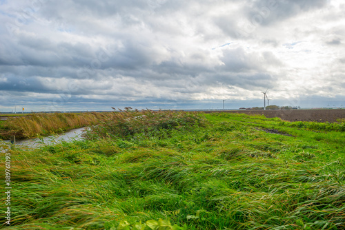 Panorama of a canal with reed waving in the storm under dark  grey and white rain clouds in bright sunlight in autumn   Almere  Flevoland  The Netherlands  November 2  2020