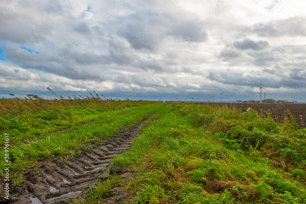 Panorama of a canal with reed waving in the storm under dark, grey and white rain clouds in bright sunlight in autumn , Almere, Flevoland, The Netherlands, November 2, 2020
