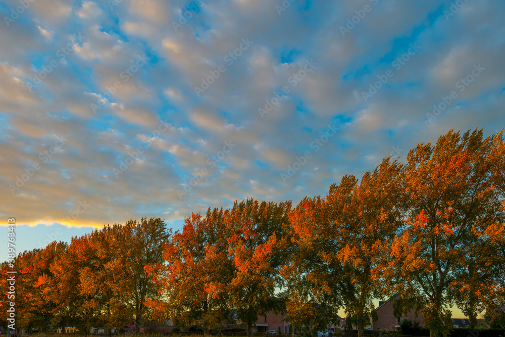 Trees in autumn colors in a residential area in cloudy sunlight at fall, Almere, Flevoland, The Netherlands, November 2, 2020 Trees in autumn colors in a residential area in cloudy sunlight at fall, Almere, Flevoland, The Netherlands, November 2, 2020