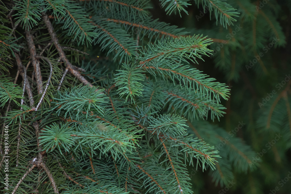 Fir tree leaves.