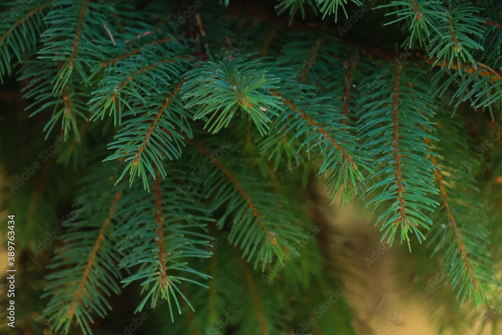 Pine tree leaves.