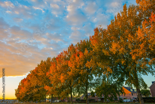 Trees in autumn colors in a residential area in cloudy sunlight at fall, Almere, Flevoland, The Netherlands, November 2, 2020