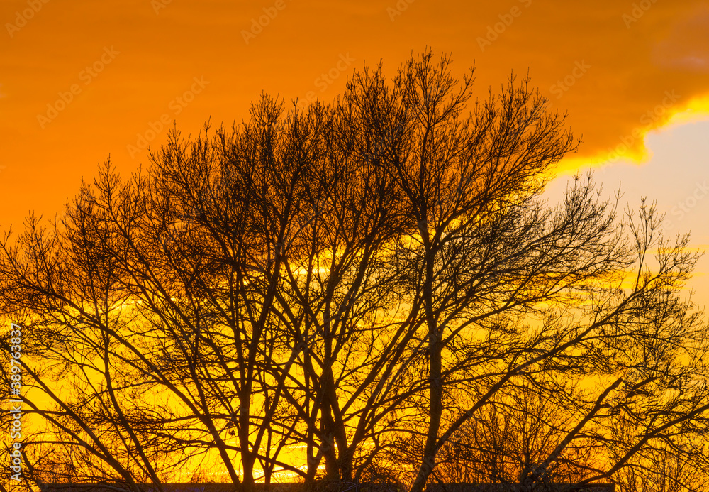 Tree in autumn colors at sunset under a blue cloudy sky in sunlight in autumn, Almere, Flevoland, The Netherlands, November 2, 2020 Tree in autumn colors at sunset under a blue cloudy sky in sunlight in autumn, Almere, Flevoland, The Netherlands, November 2, 2020