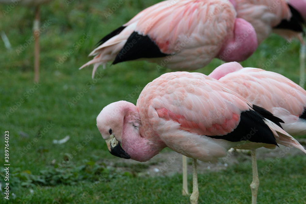 A group of bright pink flamingos stood together. A group of bright pink flamingos stood together.
