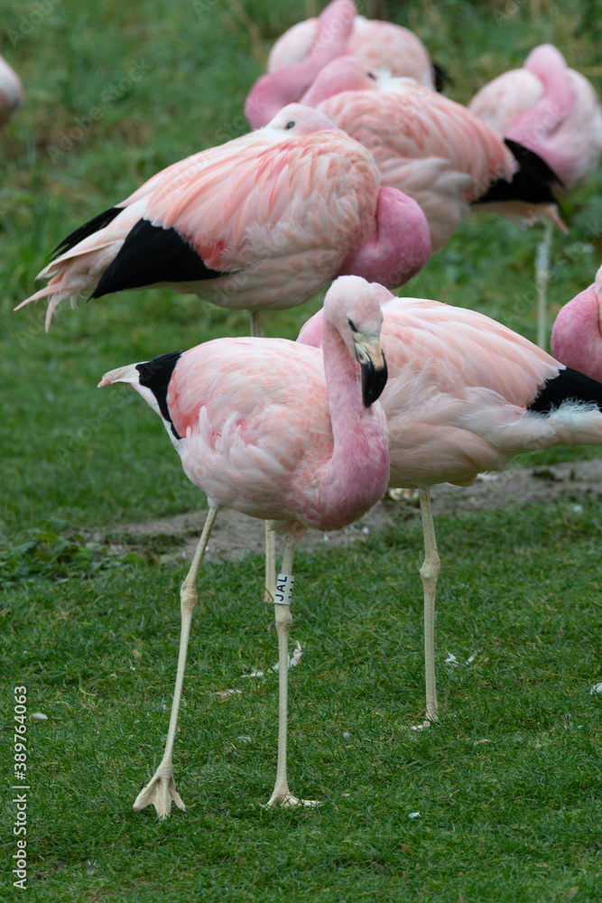 A group of bright pink flamingos stood together. A group of bright pink flamingos stood together.