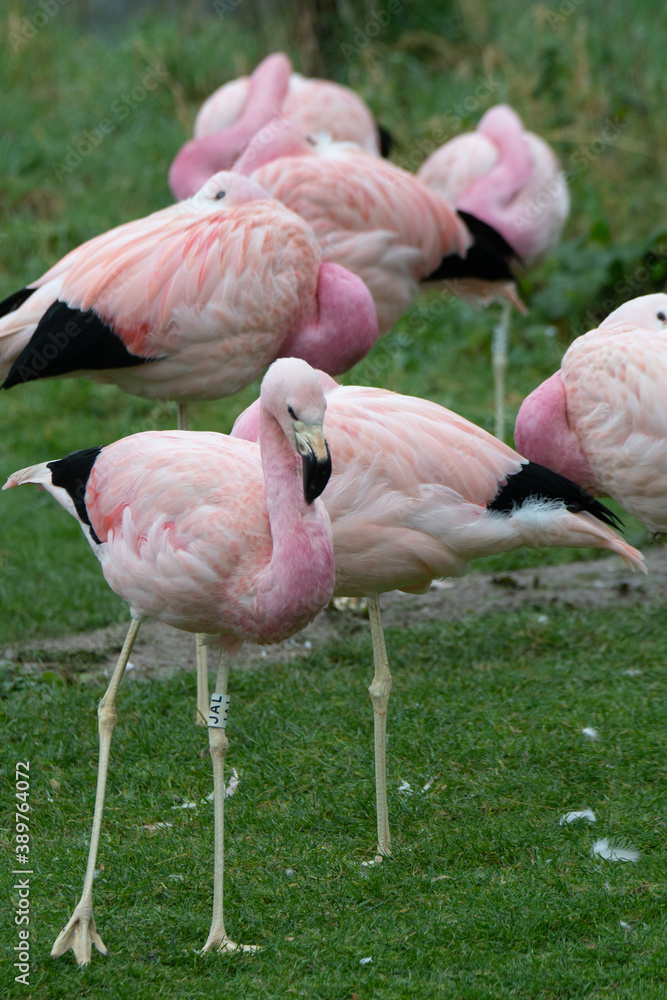 A group of bright pink flamingos stood together. A group of bright pink flamingos stood together.