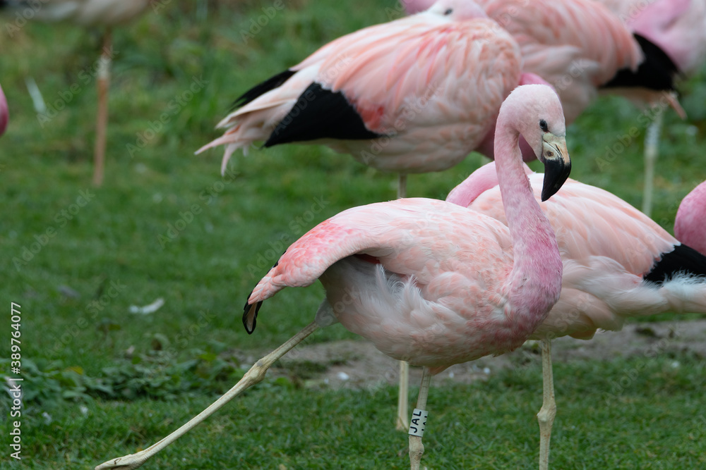 A group of bright pink flamingos stood together. A group of bright pink flamingos stood together.