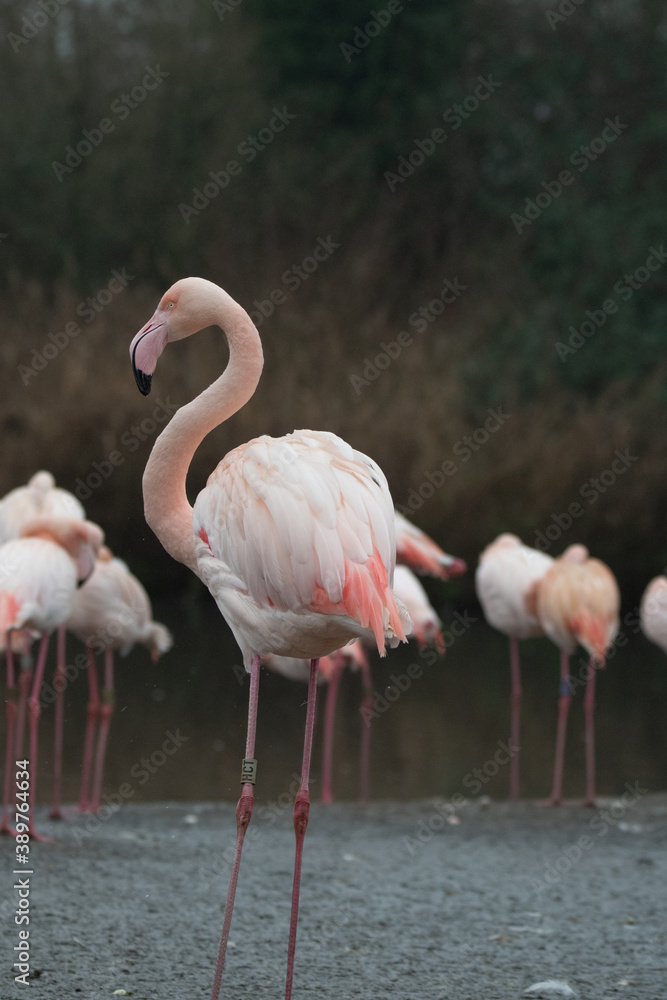 An isolated flamingo stood in water.