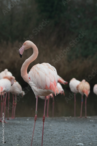 An isolated flamingo stood in water.