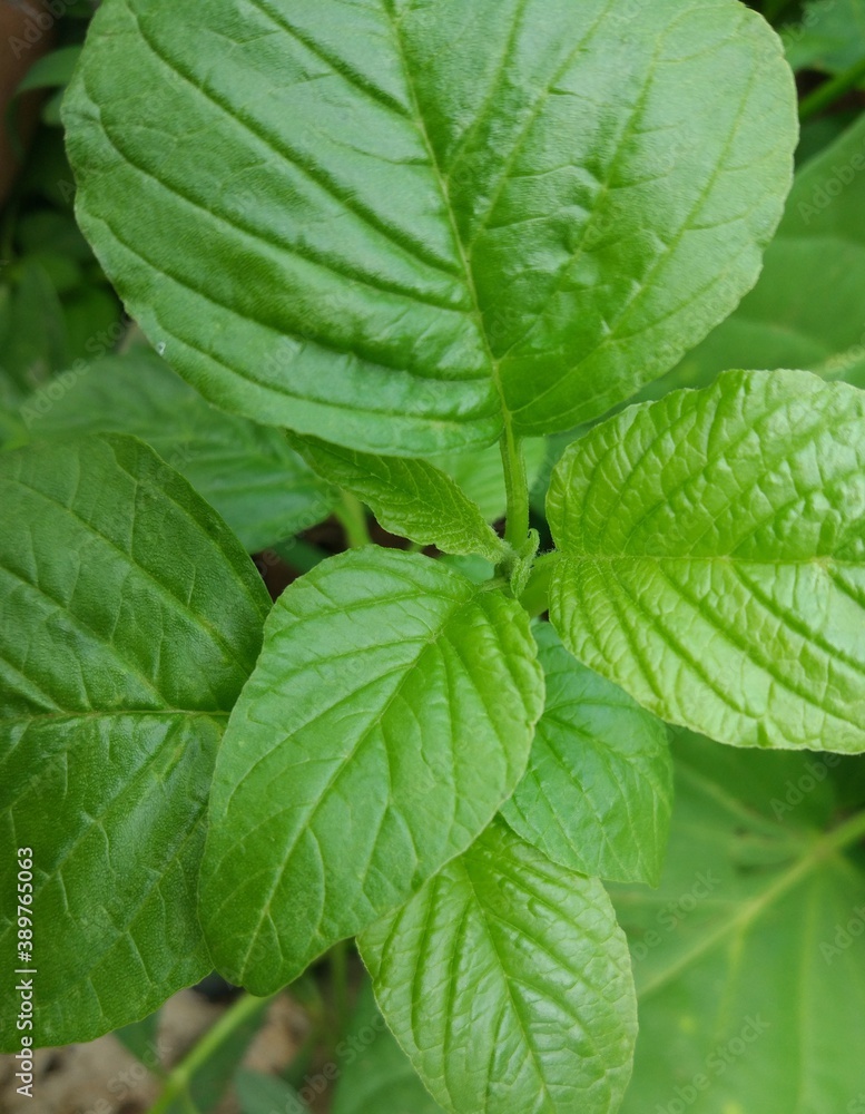 fresh spinach leaf photo fresh spinach leaf photo