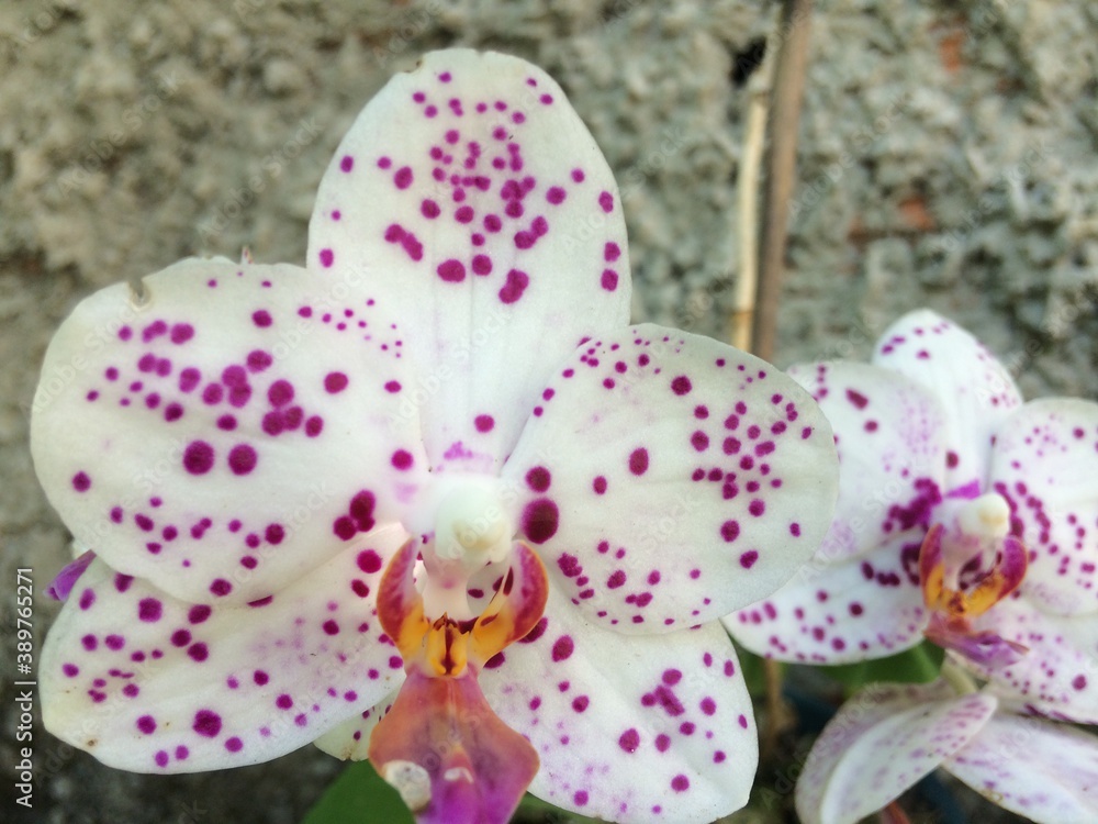 
white orchid with lilac polka dots