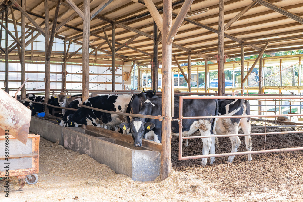 静岡県富士宮市朝霧高原　牧場の牛舎