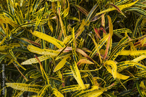 Yellow, pink and red plant texture photo