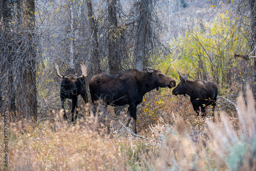 Moose bull  cow and calf