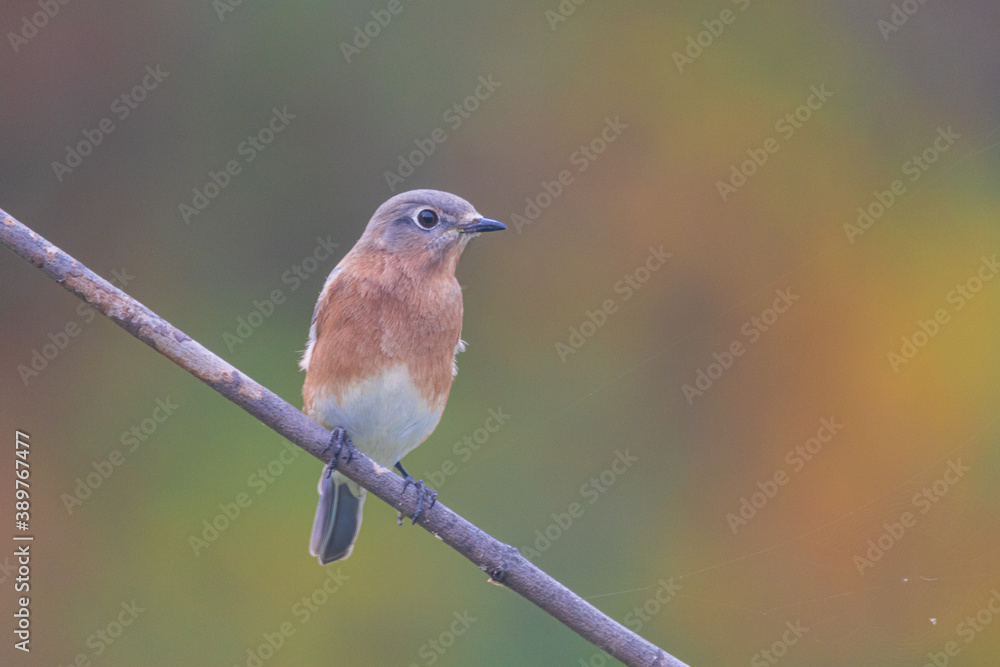 Fototapeta premium bluebird perched on a branch during fall. 