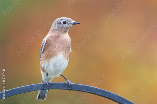 bluebird perched on a metal rod during peak fall color. 