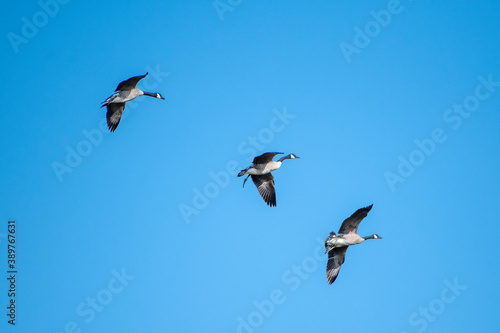 birds in flight
