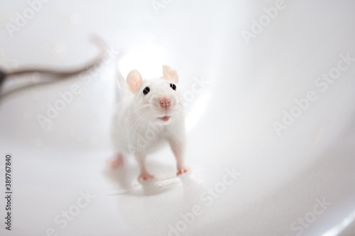 white rat on white