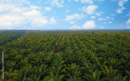 Aerial view of oil palm tree plantation field, Agricultural industry.