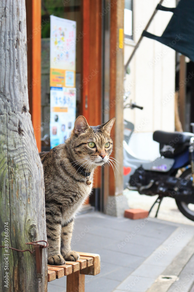Obraz premium 看板猫
