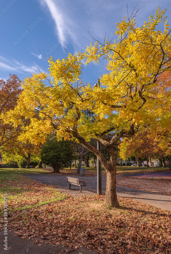 Golden Autumn in a public park Gresham Oregon.