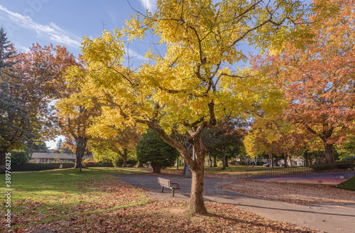 Golden Autumn in a public park Gresham Oregon.