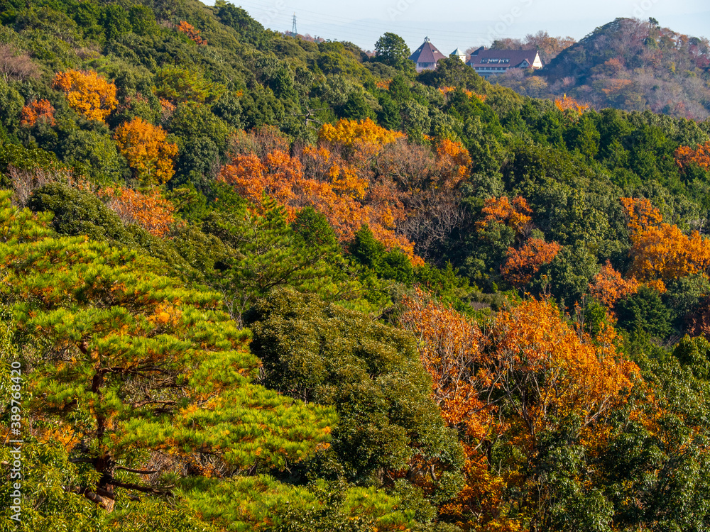 紅葉と山