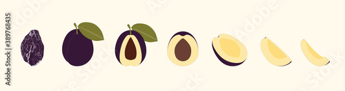 Plum Prune Fruit Whole Half Cut and Slice Simple Vector Set. Isolated on color background