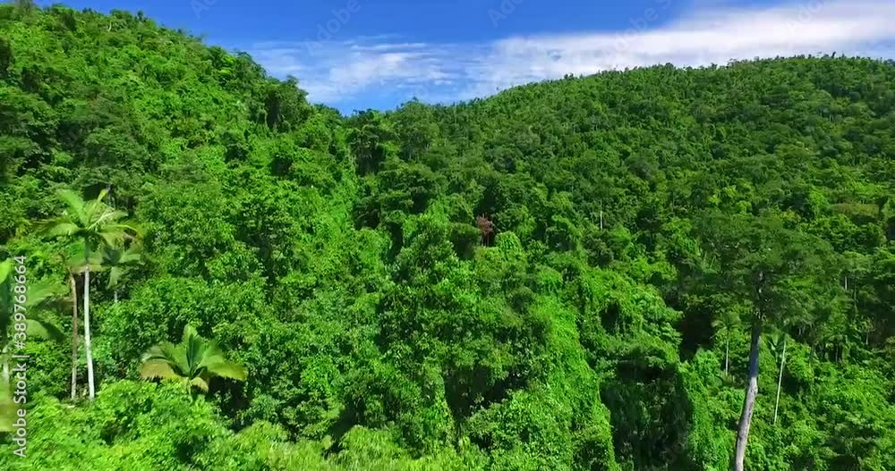 flyover tropical palms and green trees North tropical Queensland. flyover tropical palms and green trees North tropical Queensland.