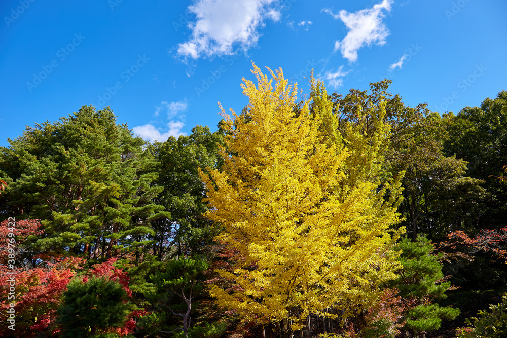 秋の中山霊園、黄色に色づいたイチョウ 長野県松本市