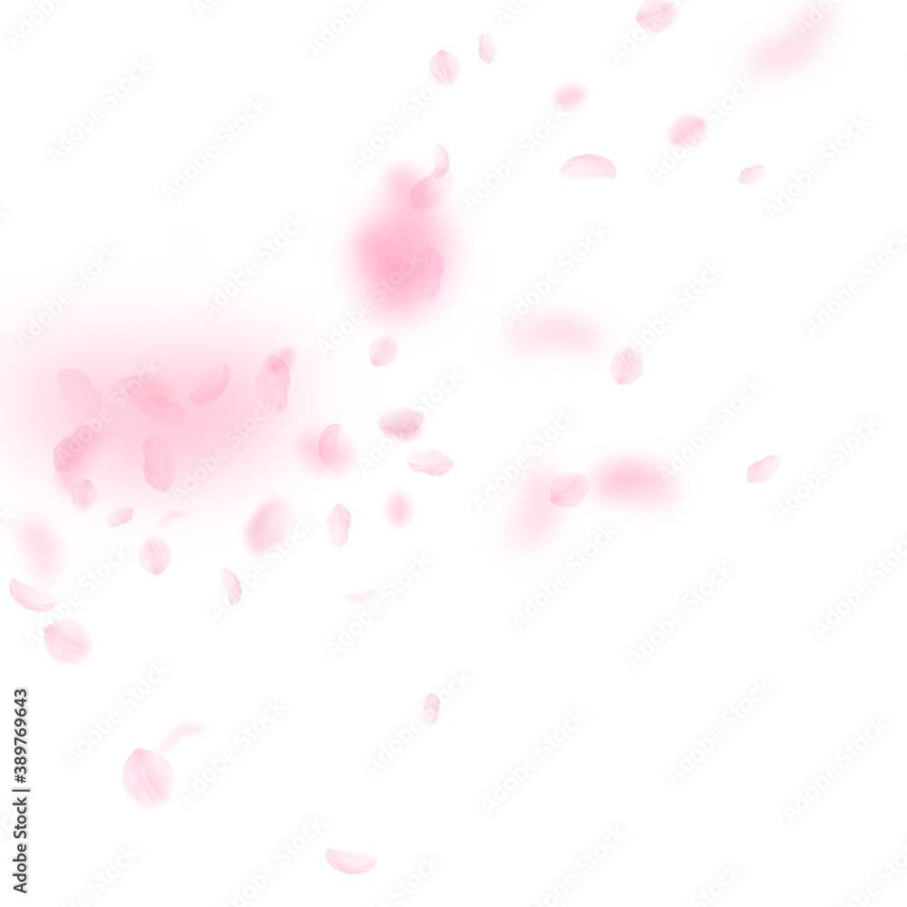 Sakura petals falling down. Romantic pink flowers 