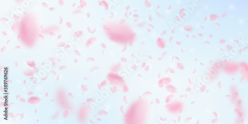Sakura petals falling down. Romantic pink flowers 