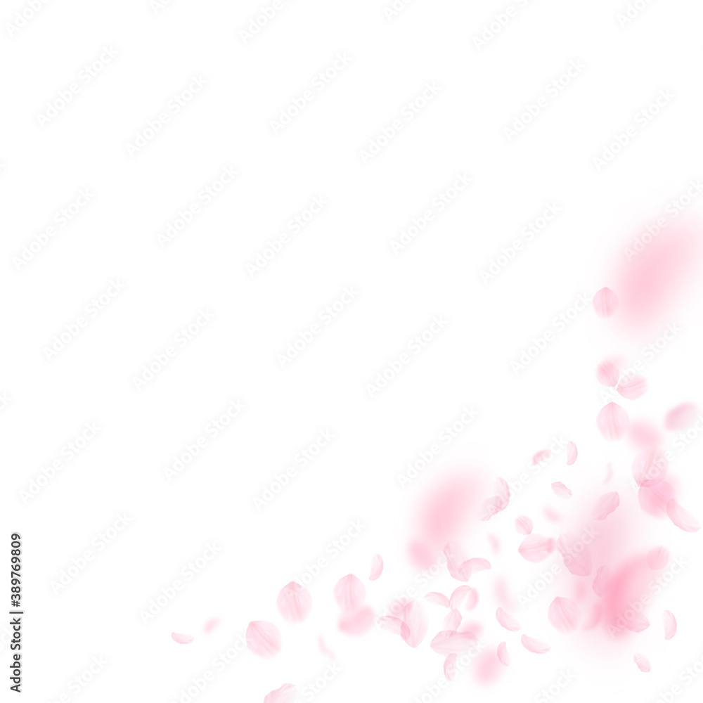 Sakura petals falling down. Romantic pink flowers Sakura petals falling down. Romantic pink flowers