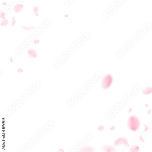 Sakura petals falling down. Romantic pink flowers 