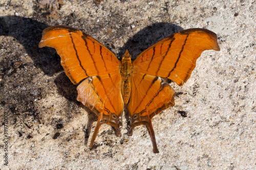 Ruddy Daggerwing Butterfly photo