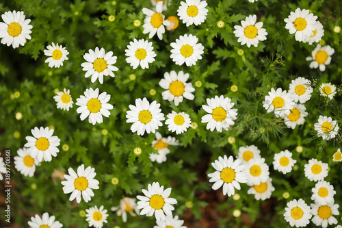 Small white chrysanthemums growing in vegetable garden as companion planting