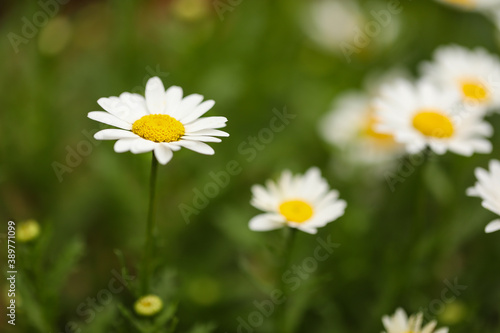 Small white chrysanthemums growing in vegetable garden as companion planting © Caseyjadew