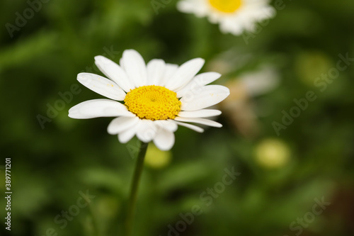 Small white chrysanthemums growing in vegetable garden as companion planting