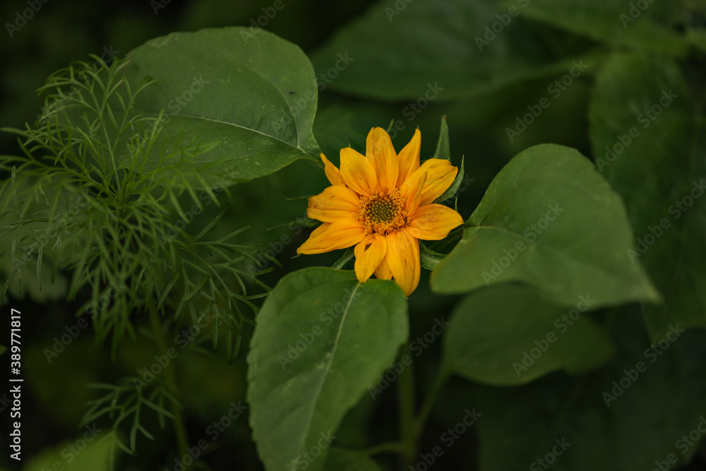 Small yellow sunflower emerging in vegetable garden Small yellow sunflower emerging in vegetable garden