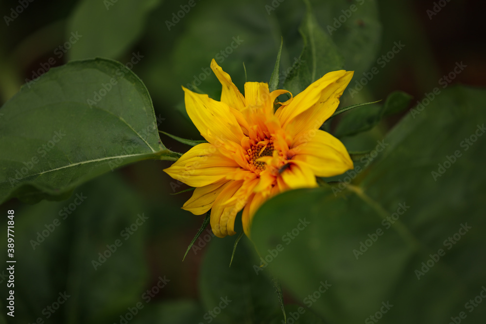 Small yellow sunflower emerging in vegetable garden Small yellow sunflower emerging in vegetable garden